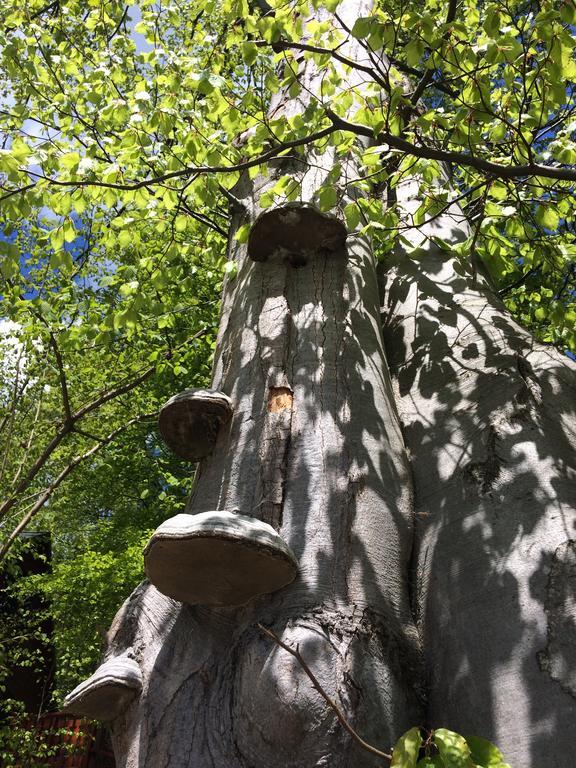 Bukowy Zdrój Krynica-Zdrój Exterior foto